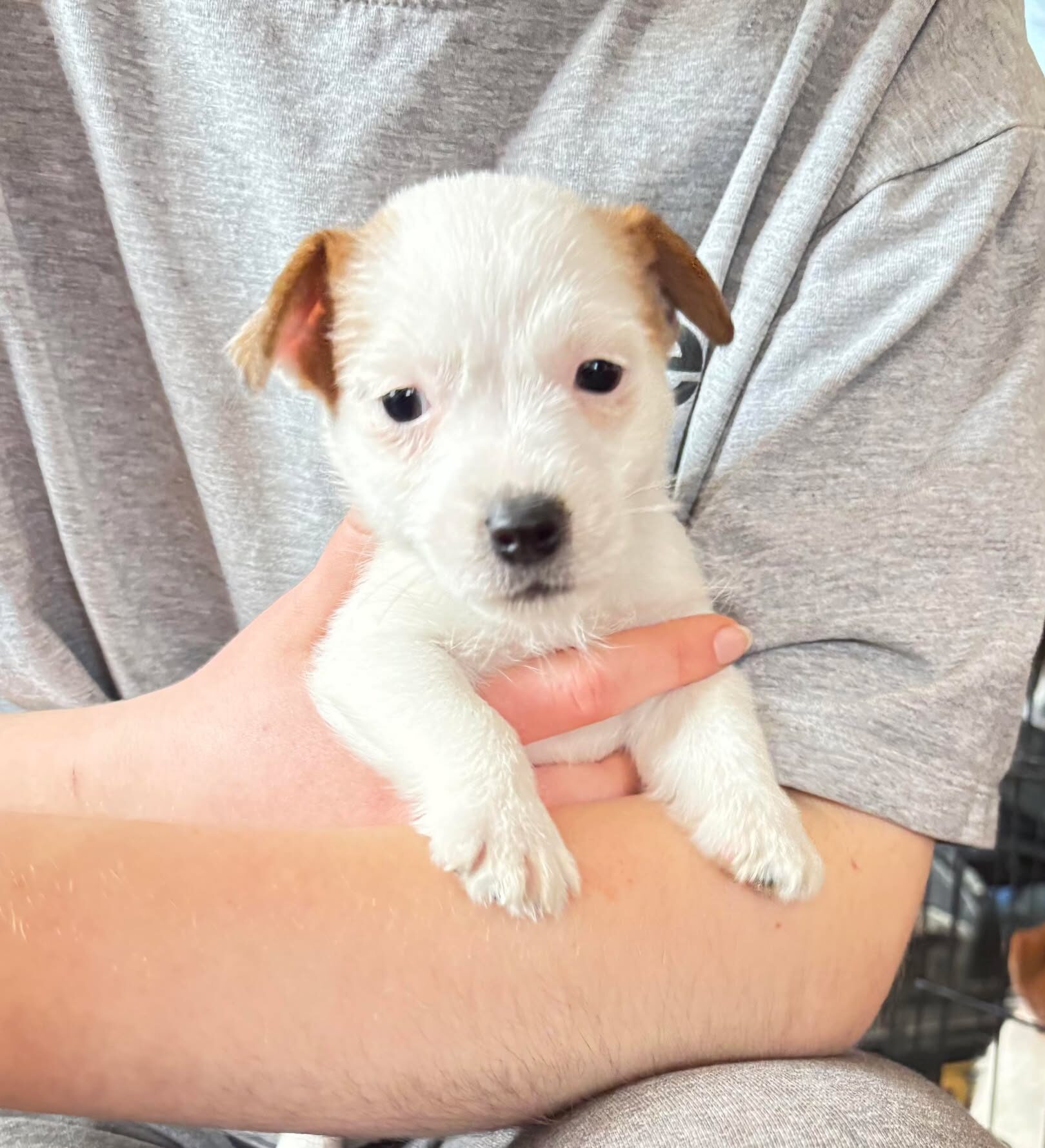 Džeko Raselo terjeras, kalytė, parduodama Available Jack russell terrier puppy female bitch