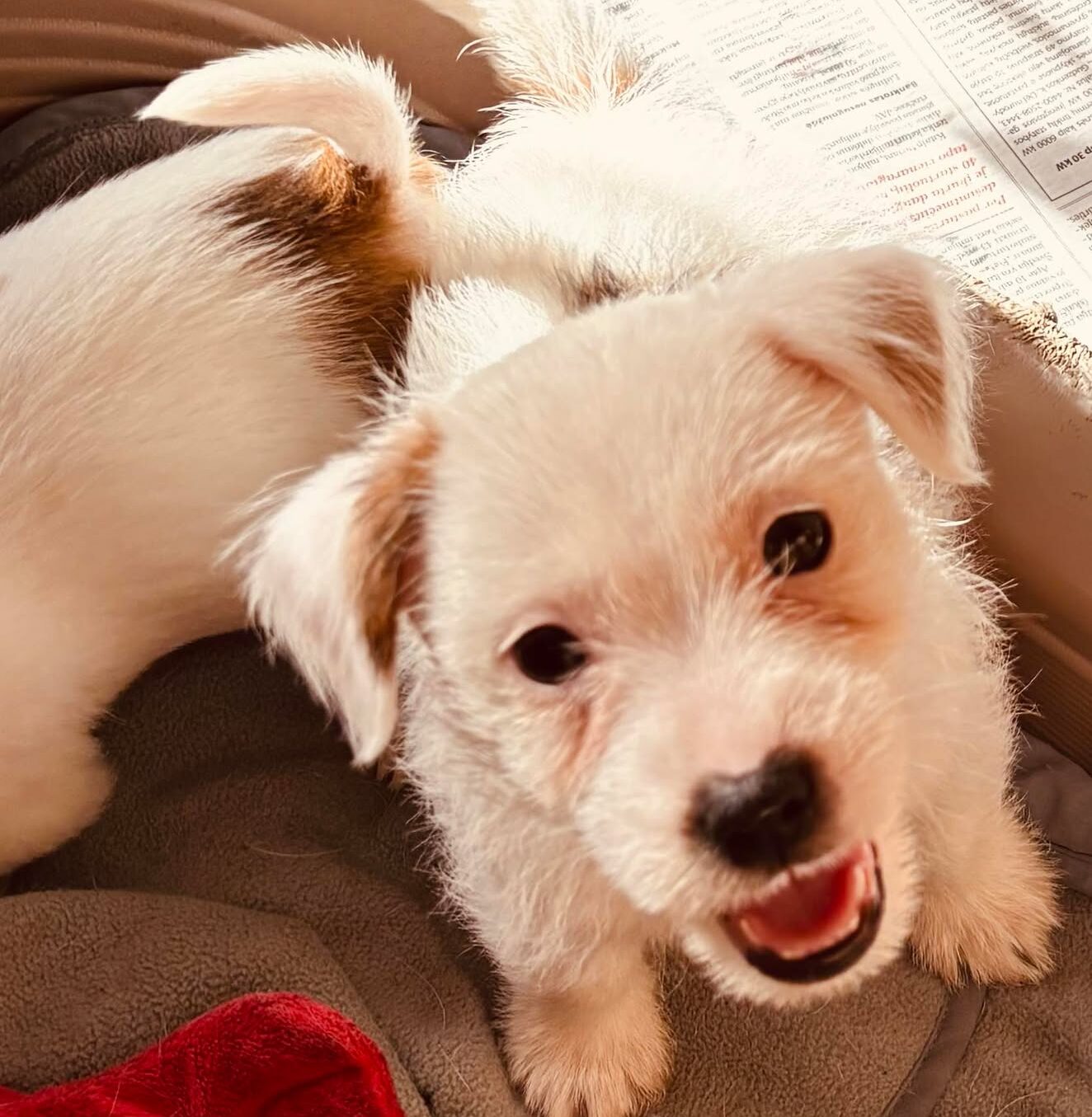 Jack Russell terrier for sale. Available puppy. Male JRT puppy
