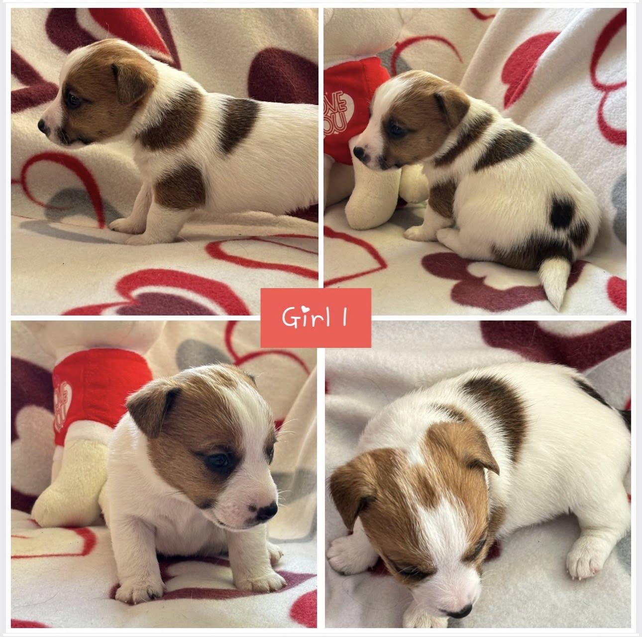 Gimė: 2026-01-13Lytis: PatelėTėvai: mama - Gloria Fly, tėvas - Moto Moto Tekantis Upelis Rezervuoti