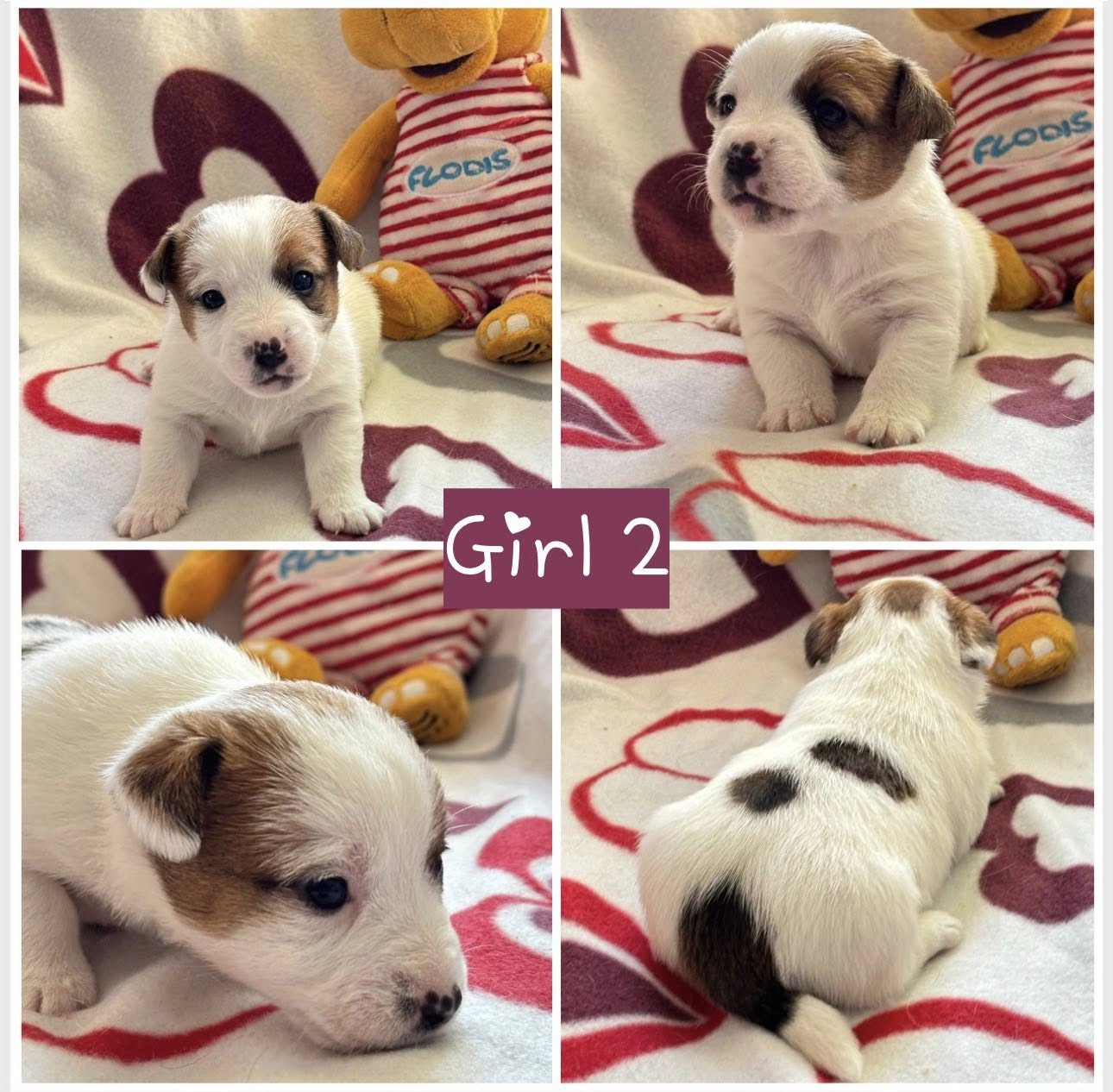 Gimė: 2026-01-13Lytis: PatelėTėvai: mama - Gloria Fly, tėvas - Moto Moto Tekantis Upelis Rezervuota