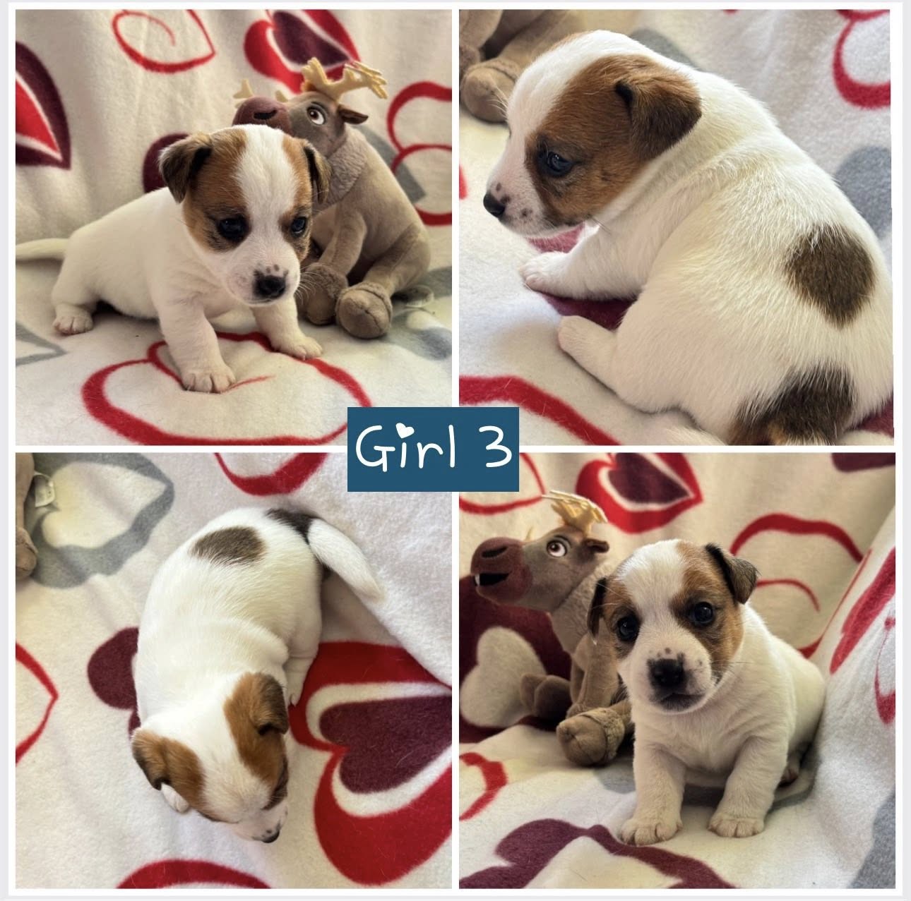 Gimė: 2026-01-13Lytis: PatelėTėvai: mama - Gloria Fly, tėvas - Moto Moto Tekantis UpelisRezervuota