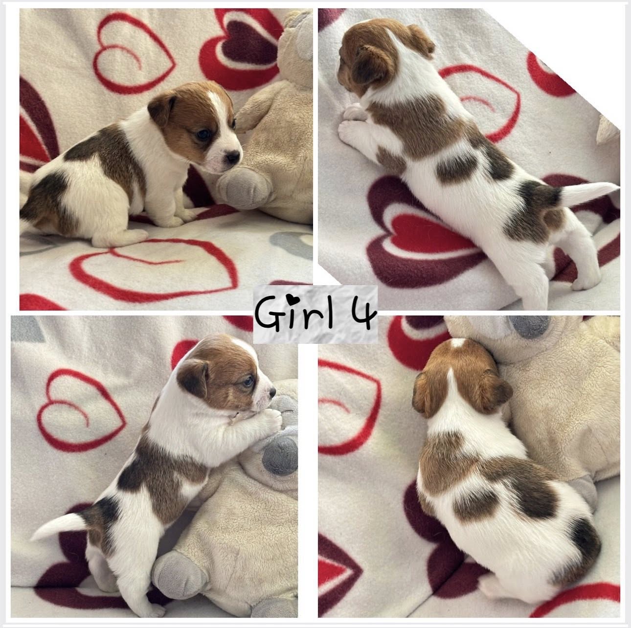 Gimė: 2026-01-13Lytis: PatelėTėvai: mama - Gloria Fly, tėvas - Moto Moto Tekantis UpelisRezervuota