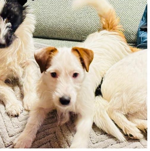 Gimė: 2025-01-05Lytis: PatelėTėvai: mama - Sansa Tekantis Upelis, tėvas - Ipsis Ištikimas šuoRezervuoti